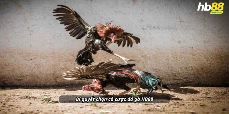 Đá gà khám phá thế giới đá gà đầy kịch tính và hấp dẫn - Wixon