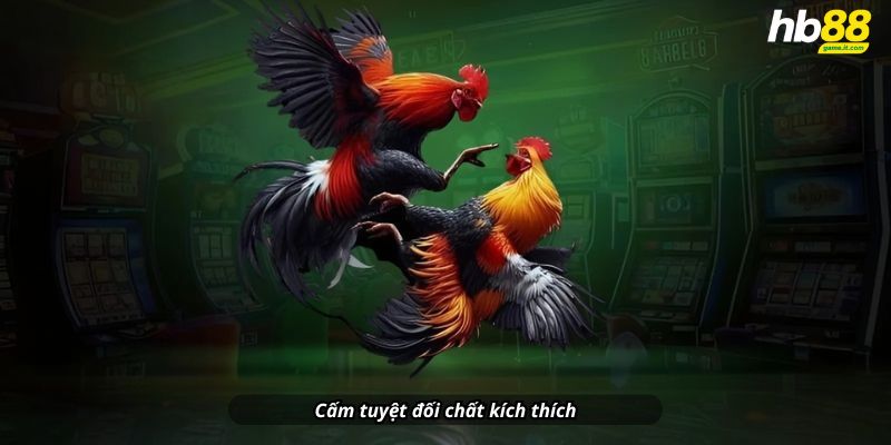 Luật đá gà miền Bắc - Cập nhật chi tiết và đầy đủ nhất 2026 - Wixon