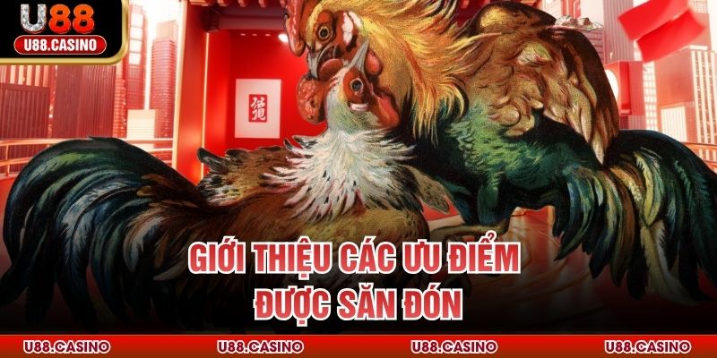 Đá Gà Trực Tiếp U88 - Trải Nghiệm Chọi Kê Không Giới Hạn - Wixon