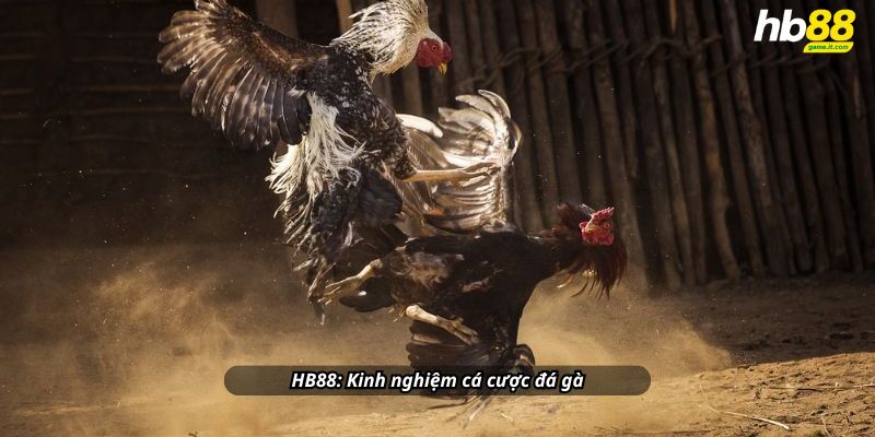 Đá gà khám phá thế giới đá gà đầy kịch tính và hấp dẫn - Wixon
