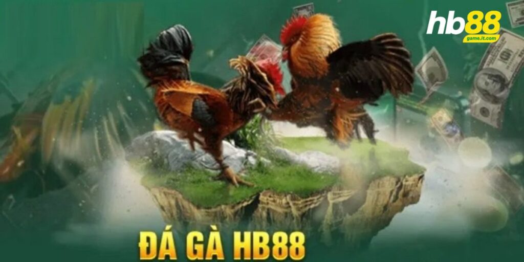 Luật đá gà miền Bắc - Cập nhật chi tiết và đầy đủ nhất 2026 - Wixon