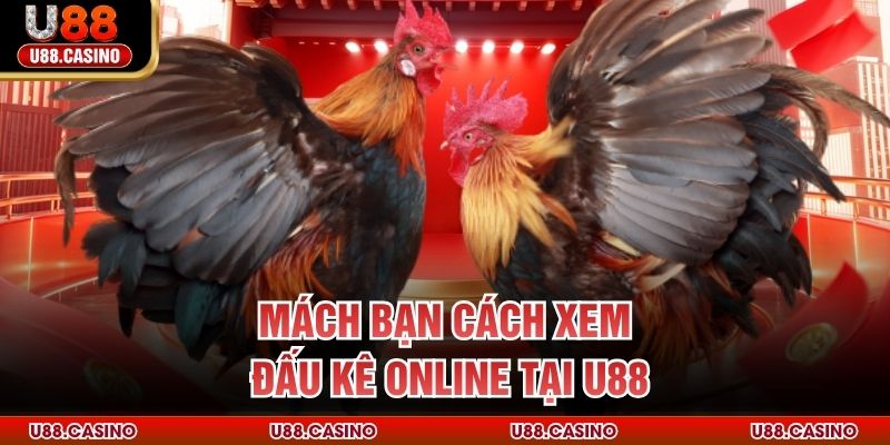Đá Gà Trực Tiếp U88 - Trải Nghiệm Chọi Kê Không Giới Hạn - Wixon