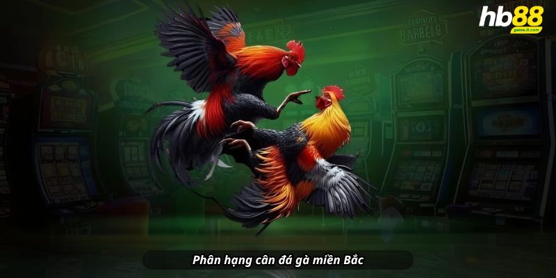 Luật đá gà miền Bắc - Cập nhật chi tiết và đầy đủ nhất 2026 - Wixon